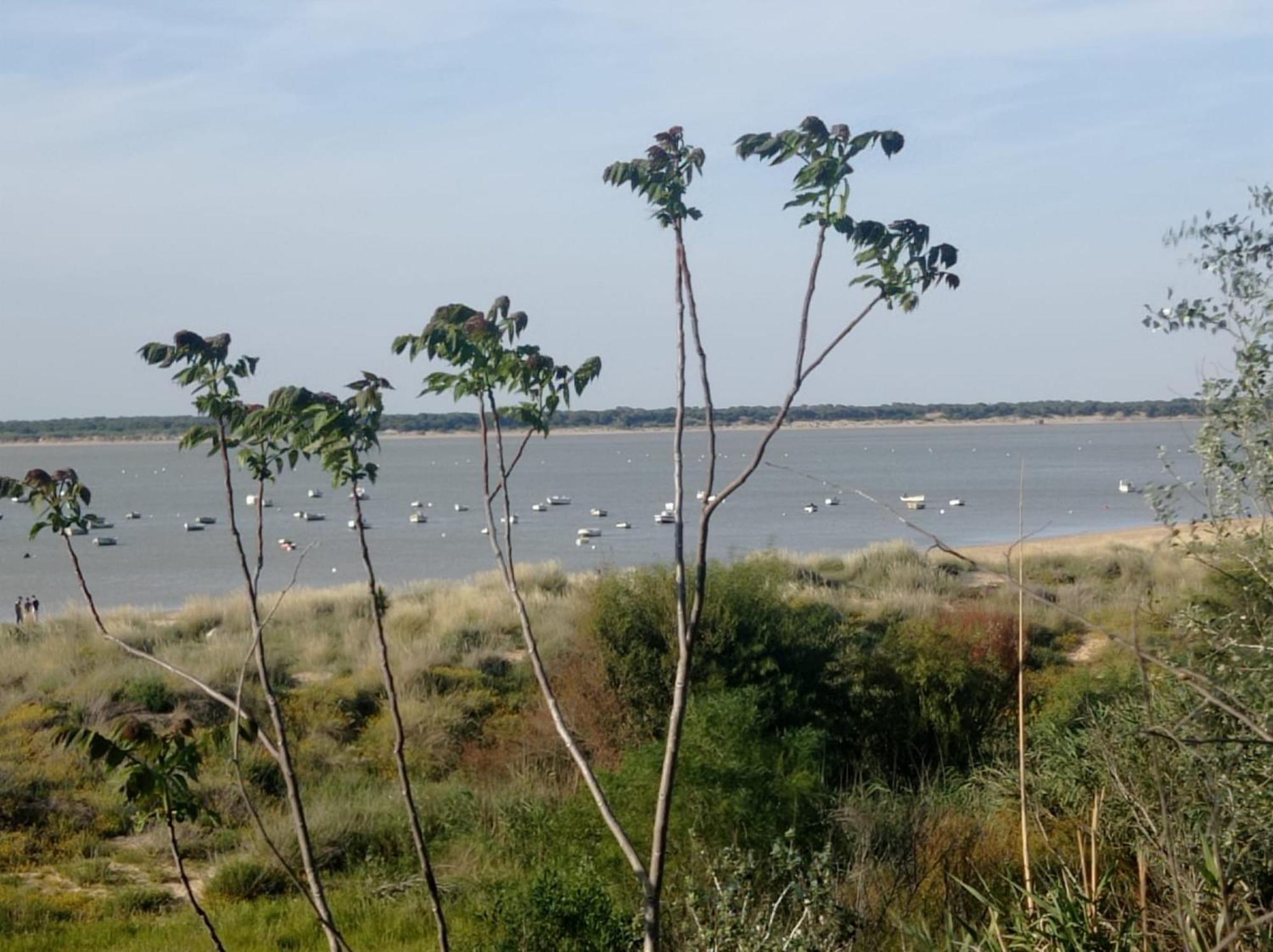 Apartamento Crucero 2, La Jara Sanlúcar de Barrameda Extérieur photo